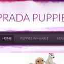 Prada Puppies Reviews