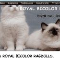 Royal Bicolor Ragdolls Reviews