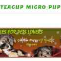 Teacup Micro Puppies Reviews